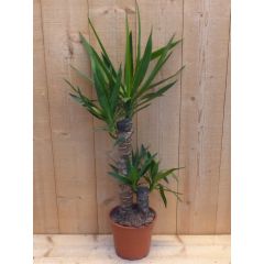 Palmlelie Yucca Elephantipes potmaat 21 cm H70-90 cm 2 stammen kamerplant Warentuin Natuurlijk