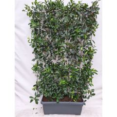 Photinia fraseri Red Robin Haag Hedge to Go
