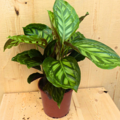 Calathea Korbmarante - Stilvolle Zimmerpflanzen bei Warentuin