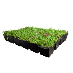 Plantenmat vasteplanten cassette Vetkruid Sedum dak prijs per 1m2 cm Covergreen