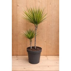 Drakenbloedboom Dracaena Fragrans Bicolor/Creme-Roze H60-80 cm potmaat 19 cm 2 stammen kamerplant Warentuin Natuurlijk