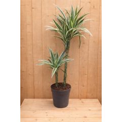 Drakenbloedboom Dracaena Fragrans Jade Jewel/Groen-wit H60-80 cm potmaat 19 cm 2 stammen kamerplant Warentuin Natuurlijk