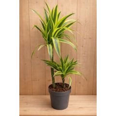 Drakenbloedboom Dracaena Fragrans Lemon Lime/Geel-groen H60-80 cm potmaat 19 cm 2 stammen kamerplant Warentuin Natuurlijk