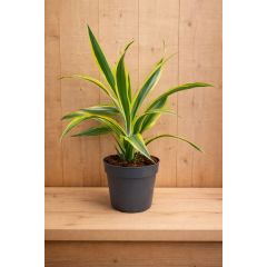 Drakenbloedboom Dracaena Fragrans Lemon Lime/Geel-groen H40-60 cm potmaat 17 cm 1 stam kamerplant Warentuin Natuurlijk