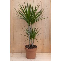 Drakenbloedboom Dracaena Fragrans Marginata Green/Groen H60-80 cm potmaat 19 cm 2 stammen kamerplant Warentuin Natuurlijk