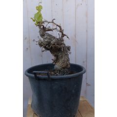 Druif boom dikke stam Vitis Warentuin Natuurlijk