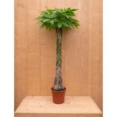 Geldboom Pachira Aquatica potmaat 22 cm H100-120 cm kamerplant Warentuin Natuurlijk 