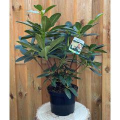 Rhododendron Horizon Monarch groenblijvende heester rododendron met gele bloemen ca. 60-70cm incl. pot Warentuin Natuurlijk