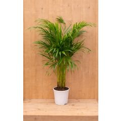 Areca Dypsis Goudpalm H80-100 cm potmaat 17 cm kamerplant Warentuin Natuurlijk