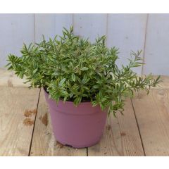 Hebe groenblijvend vaste plant met groen blad Warentuin Natuurlijk