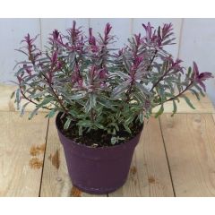 Hebe groenblijvend vaste plant met rood blad Warentuin Natuurlijk