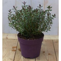 Hebe groenblijvend vaste plant met rood groen blad Warentuin Natuurlijk
