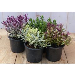 Hebe klein vaste plant groen met mix variante set van 4 stuks Warentuin Natuurlijk