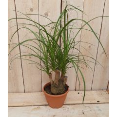 Beaucarnea Olifantspoot 30 cm klein Kamerplant recuvata gedeelde stam Warentuin Natuurlijk
