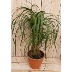 Beaucarnea Olifantspoot 50 cm recuvata gedeelde stam Kamerplant Warentuin Natuurlijk