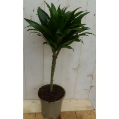 Drakenbloedboom Dracaena Compacta 60 cm kamerplant Warentuin Natuurlijk