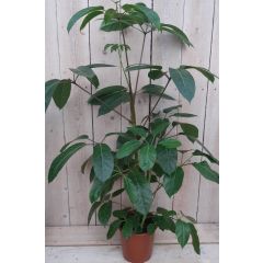 Schefflera Amate kamerplant Vingersboom Warentuin Natuurlijk