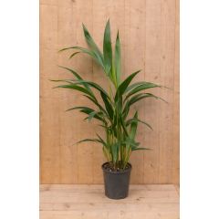 Kentiapalm Howea Forsteriana kamerplant potmaat 12 cm H40-60 cm Warentuin Natuurlijk