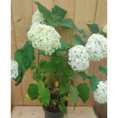 Hortensia Annabelle Hydrangea wit Groot 60 cm Warentuin Natuurlijk