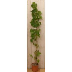 Druif Vitis eetbaar Warentuin Natuurlijk