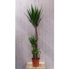 Palmlelie Yucca Elephantipes potmaat 21 cm H70-90 cm 2 stammen kamerplant Warentuin Natuurlijk