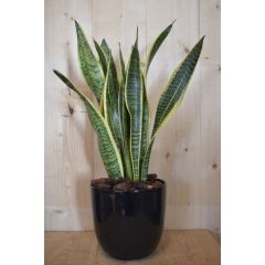 Sansevieria Laurentii in zwarte pot Dracaena Warentuin Natuurlijk