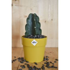 Knuffelcactus in okerkleurige pot Elho Cereus Warentuin Natuurlijk
