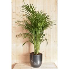 Dypsis lutes in antracieten pot Goudpalm Warentuin Natuurlijk