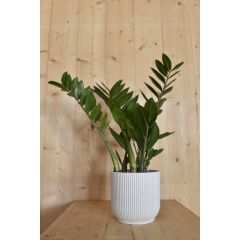 Zamioculcas in witte pot Elho Warentuin Natuurlijk