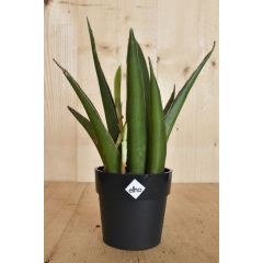 Mini Sansevieria in zwarte pot Elho Dracaena Warentuin Natuurlijk