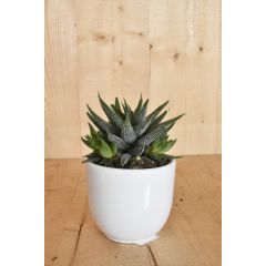 Haworthia in witte pot Zebraplant Warentuin Natuurlijk