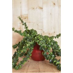 Lipstickplant 'Rasta' in rode pot Aeschynanthus Warentuin Natuurlijk