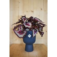 Bladbegonia in hoge pot diepblauw Elho Warentuin Natuurlijk