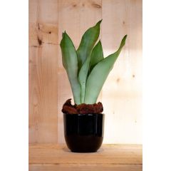 Sansevieria Moonshine in zwarte pot Dracaena Warentuin Natuurlijk