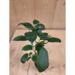 Bonsai Ficus Klein kamerplant Vijg Warentuin Natuurlijk