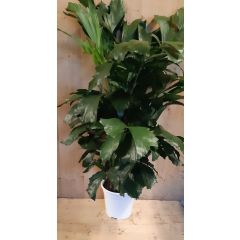 Caryota Zachte vinnetjespalm 80 cm hoog kamerplant Warentuin Natuurlijk