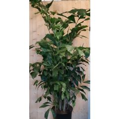 Caryota Zachte vinnetjespalm 160 cm hoog kamerplant Warentuin Natuurlijk