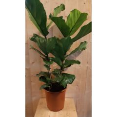 Ficus Lyrata 80cm hoog twee stelen kamerplant Warentuin Natuurlijk