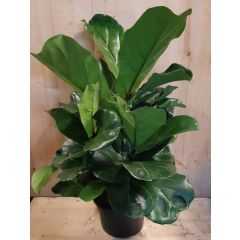 Ficus Lyrata Campact 60 cm hoog kamerplant Warentuin Natuurlijk