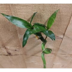 Levende Bamboe stok Lucky Dracaena met krul 40 cm kamerplant Warentuin Natuurlijk