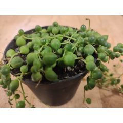 Senecio Rowleyanus Erwtenplant hangplant Warentuin Natuurlijk