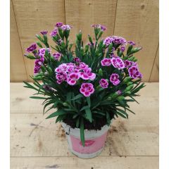 Dianthus Anjer Pink Kisses Warentuin Natuurlijk