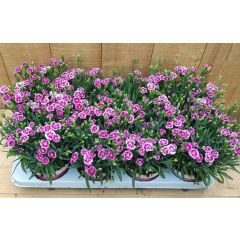 Dianthus Anjer Pink Kisses 8 potjes per tray Warentuin Natuurlijk