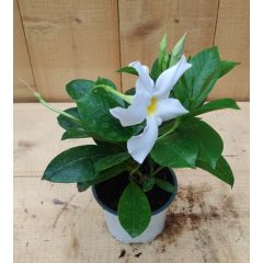 Dipladenia Mandevilla Sundaville mini wit Warentuin Natuurlijk