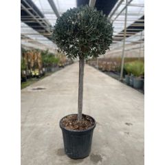 Olea europaea I Oosterik Home