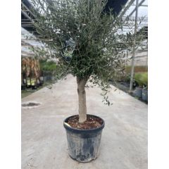 Olea europaea II Oosterik Home