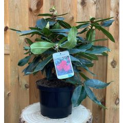 Rhododendron Halfdan Lem groenblijvende heester rododendron met rode bloemen ca. 60-70cm incl. pot Warentuin Natuurlijk