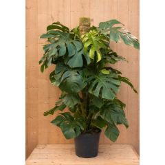 Monstera gatenplant kamerplant met mosstok potmaat 21 cm H60-80 cm Warentuin Natuurlijk