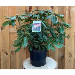 Rhododendron Ehrengold groenblijvende heester rododendron met witroze bloemen ca. 60-70cm incl. pot Warentuin Natuurlijk