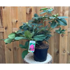 Rhododendron Germania groenblijvende heester rododendron met roze bloemen ca. 60-70cm incl. pot Warentuin Natuurlijk
